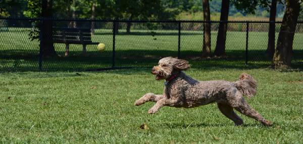 Otto Armleder Dog Park photo 1